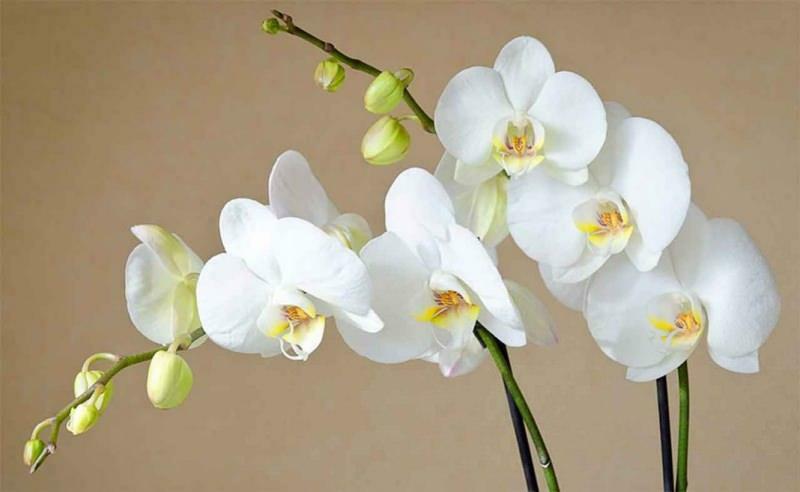 hogyan kell gondozni az orchideákat
