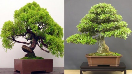Hogyan lehet nevelni egy bonsai fát? A bonsai fa gondozása A bonsai fa jellemzői 