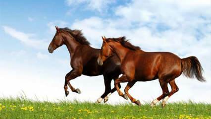 Mit jelent egy álomban lovat látni? Az álomban való lovaglás jelentése Diyanet szerint