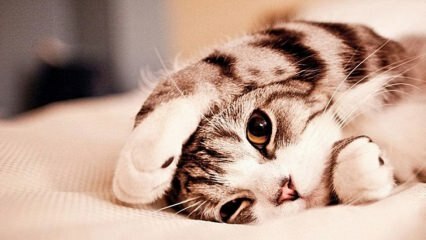 Hogyan lehet megelőzni a macskák stresszét? Hogyan lehet megakadályozni a macska szőrzetét? 