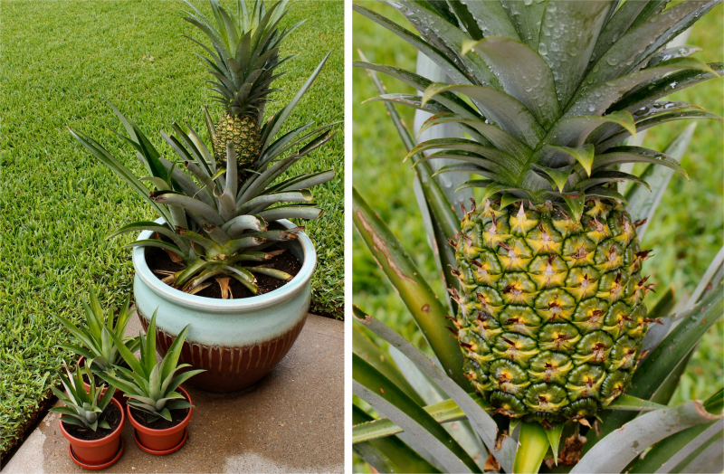 Hogyan lehet ananászot termeszteni otthon? Hogyan történik az ananász gyökerezése?