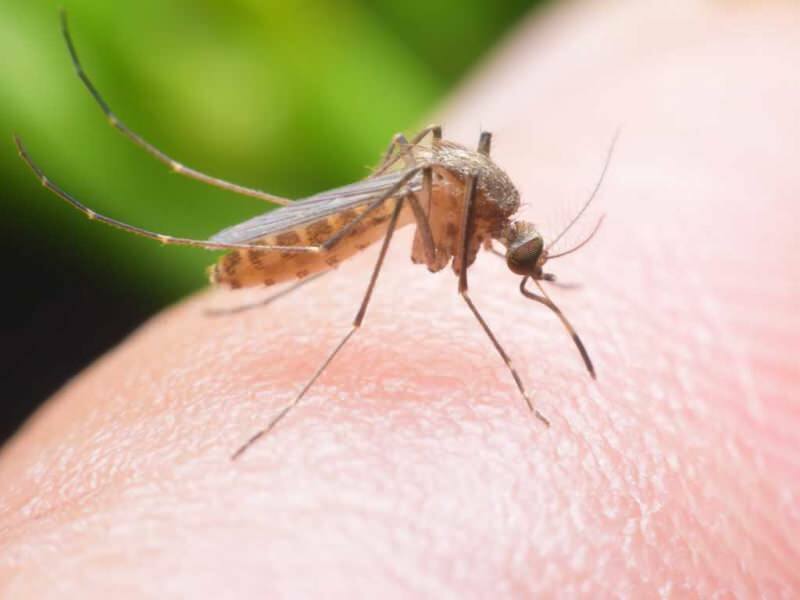 Hogyan készítsünk természetes szúnyogriasztót otthon? Természetes légyriasztó receptek