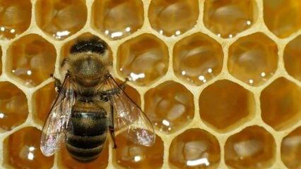 Hol használják a méhmérget? Milyen előnyei vannak a méhméregnek? Mely betegségekre lehet jó a méhek?