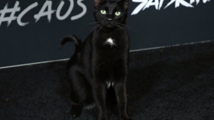 Fekete macska a hollywoodi premieren ...