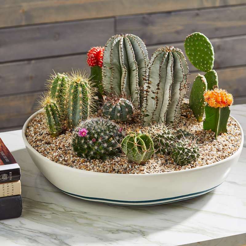 Milyen legyen a kaktusz talaj