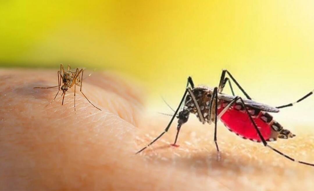 Mik az Aedes szúnyogcsípés tünetei? Hogyan lehet elkerülni az Aedes szúnyogcsípést?