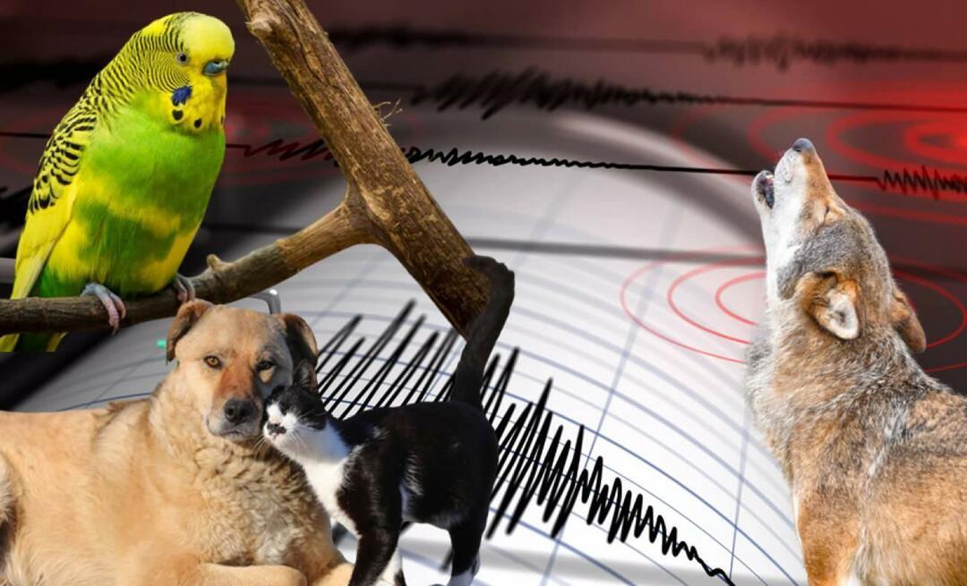 Az állatok előre érzékelik a földrengéseket? Földrengés és abnormális állati viselkedés...