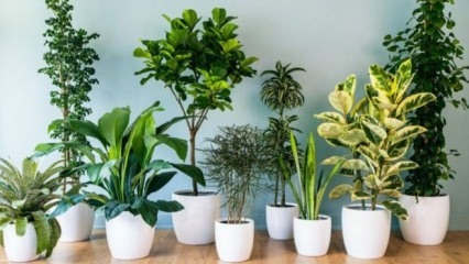 8 növény, amelyek könnyen karbantarthatók