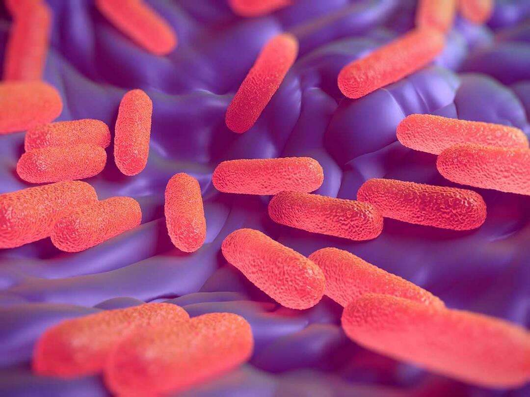 Mi az a Salmonella baktérium? Mik a Salmonella tünetei?