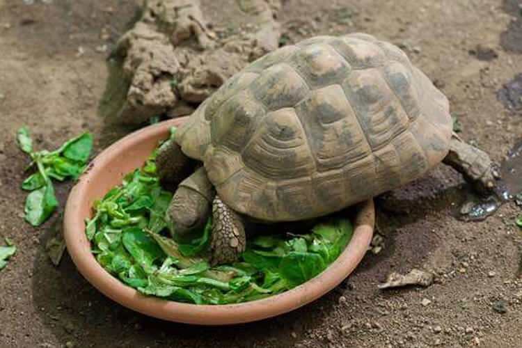 Mit eszik a teknős és hogyan táplálja? Milyen ételeket szeret a teknős?