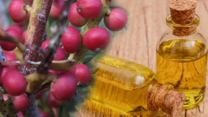 Milyen előnyei vannak a Çitlembik (Menengiç) gyümölcsnek? Mit csinál a citlemob olaj?