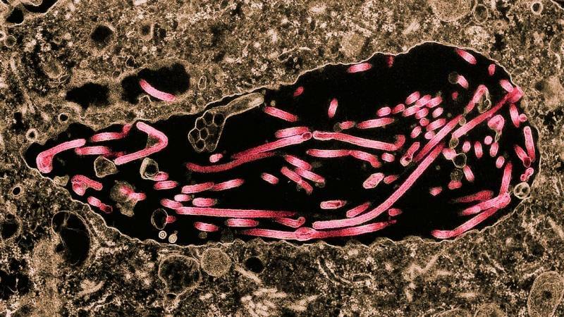 az ebolan sejtekre terjedő képe