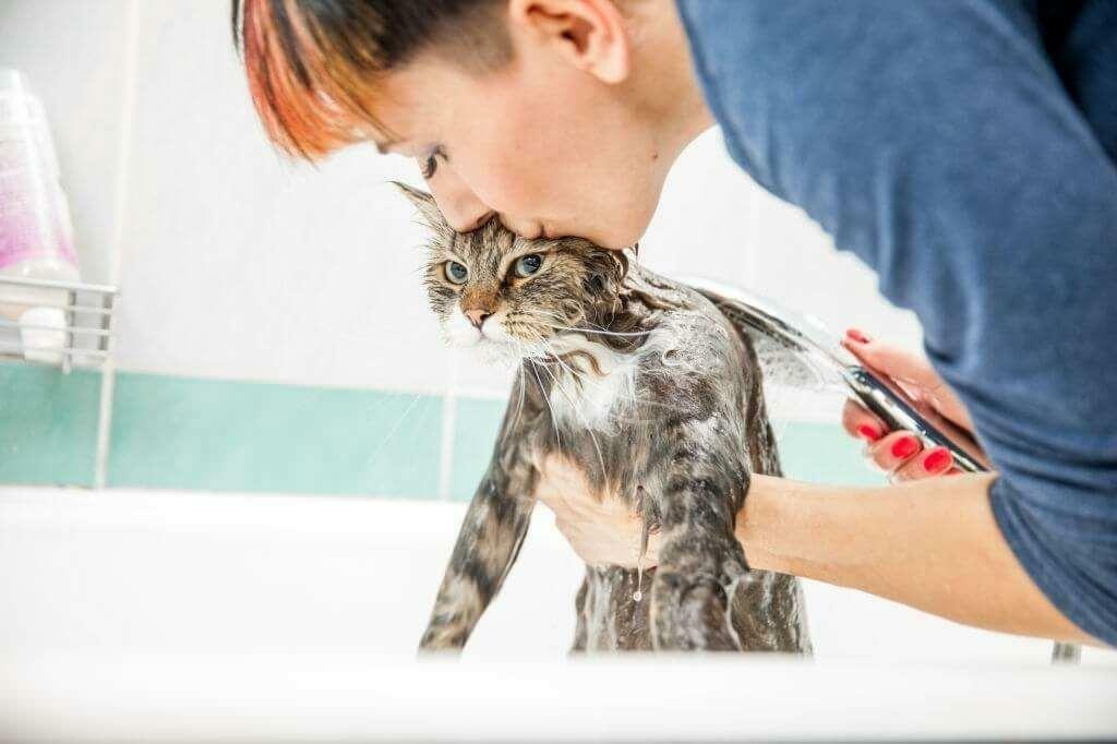 A macskák mosásának módszerei