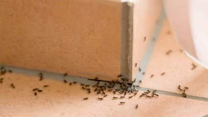 Hatékony módszer a hangyák otthon eltávolítására! Hogyan lehet megsemmisíteni a hangyákat megölés nélkül? 