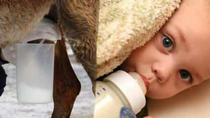 Melyik tej van a legközelebb az anyatejhez? Mit kap a csecsemő az anyatej hiányában?