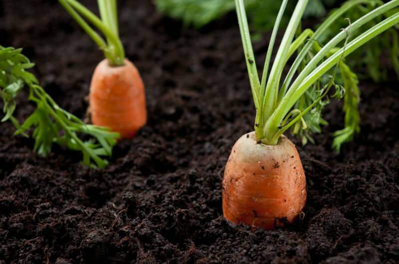 Hogyan lehet termeszteni a sárgarépát edényben otthon? Sárgarépa-tenyésztési módszerek cserépben