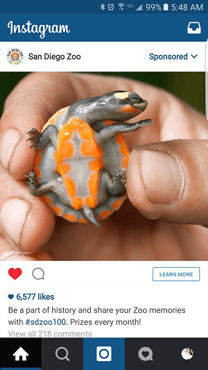 állatkert instagram hirdetése