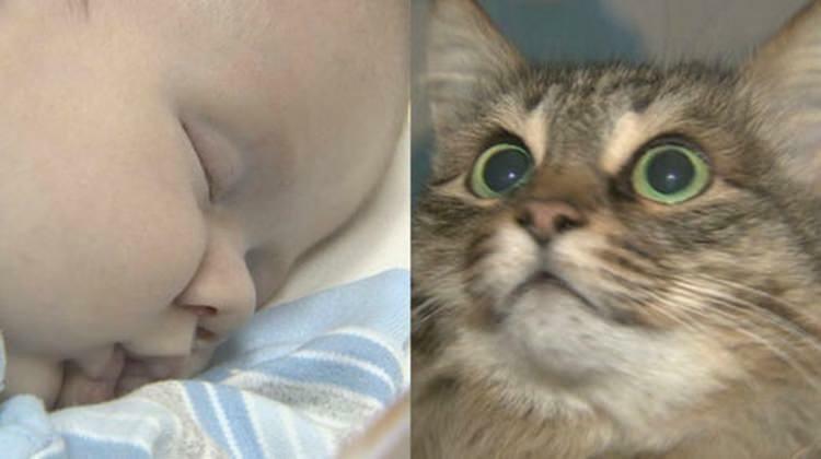 A kóbor macska megmentette a baba életét!