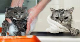 A macskák mosnak? Hogyan kell mosni a macskákat? Káros a macskák fürdetése?