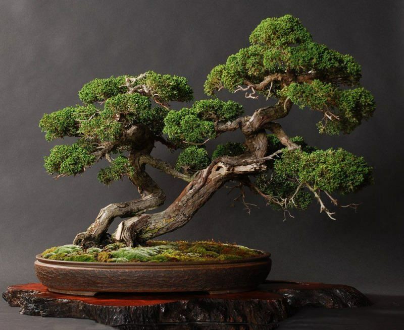  Hogyan kell gondozni a bonsai fát