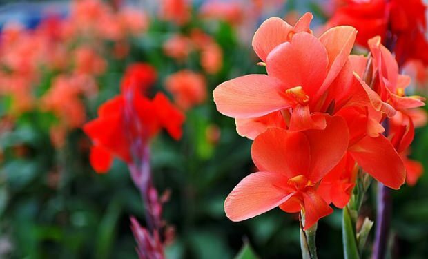 Gladiolus virág gondozása 