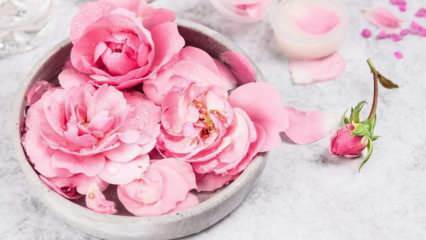 Hogyan készítsünk otthon rózsavizet? A rózsavíz készítésének egyszerű módja ...