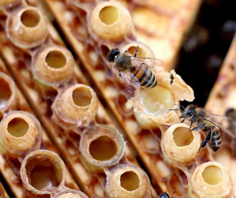 A méhpempő a vitaminok és ásványi anyagok leghatékonyabb forrása a természetben.