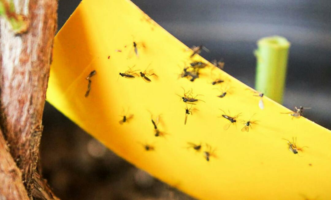 A végleges megoldás a rovarok ellen otthon! Hogyan lehet megakadályozni a kis legyek repülését otthon?