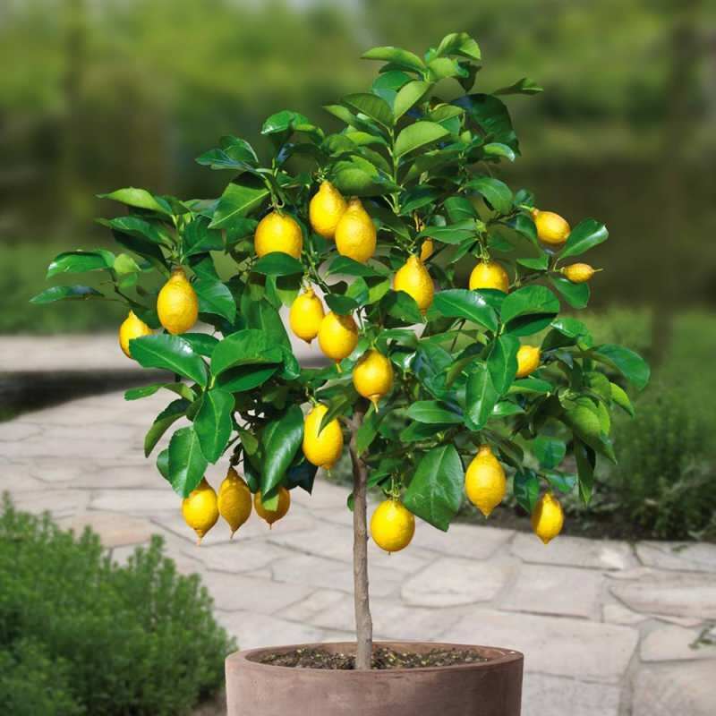 Hogyan lehet citromot cserepesíteni otthon? Tippek a citrom termesztéséhez és fenntartásához