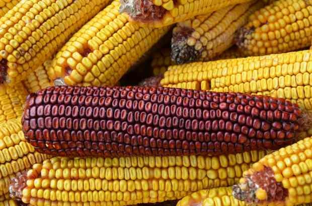 kukorica előnyei a fogyáshoz