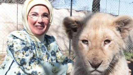 Erdoğan első lady Lady fényképezett oroszlánokkal