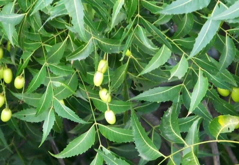 A neem fa eltávolítja a méreganyagokat a testből