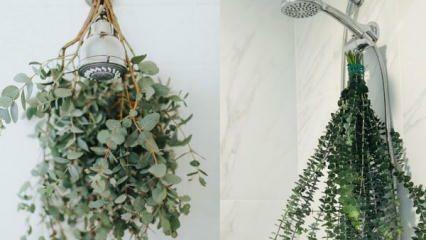 Hogyan akasszuk fel az eukaliptuszt a zuhany alatt? Az eukaliptusz felhasználási módjai a fürdőszoba dekorációjában!