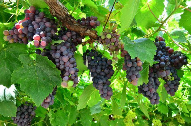 A szőlő előnyei