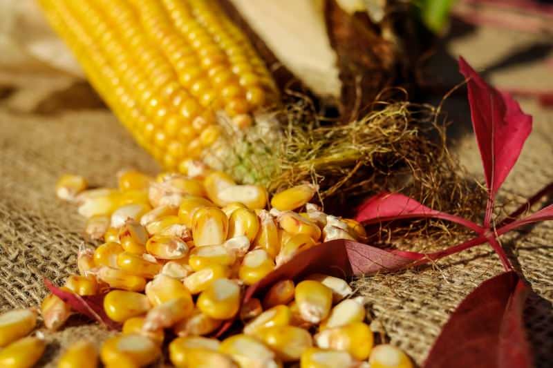 Hogyan tárolják a kukoricát? Hogyan készítsünk téli kukoricát