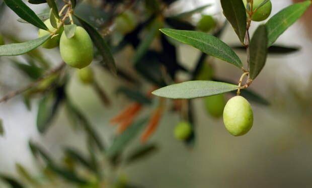 Olívalevél