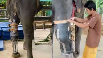 A fiatal közösségi média megrázta protetikus lábát az elefántokért! 