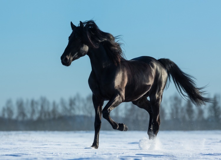 Hogyan lehet mondani egy ló álomban? Mi értelme látni egy lovat álomban?