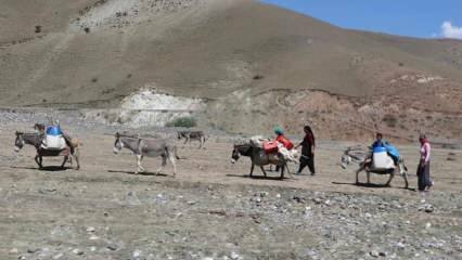 Kihívó nomád nők tejútja a szamarakon!