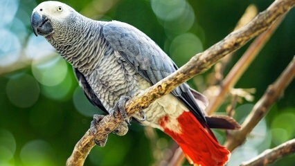 Hogyan vigyázzon a Jako papagájra? Hogyan táplálják? Hogyan edzik?