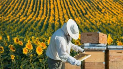 Munkanélküli ifjúsági munka, mint a méhek Ordu-ban