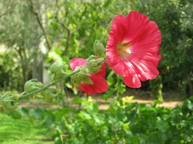 Milyen előnyei vannak a fehérmályva virágnak (Hibiskus)? Mely betegségekre lehet a pillecukor virág (Hibiskus) jó?