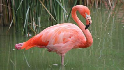 Adana lett a „Pink Flamingos” otthona!
