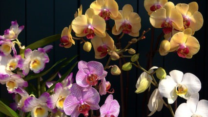 Hogyan törődik az orchideákkal? Hogyan itassunk orchideát otthon? Orchideák újjáélesztésének módszere
