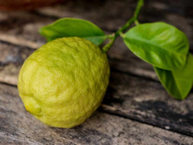 A bergamott megjelenése hasonló a citromhoz