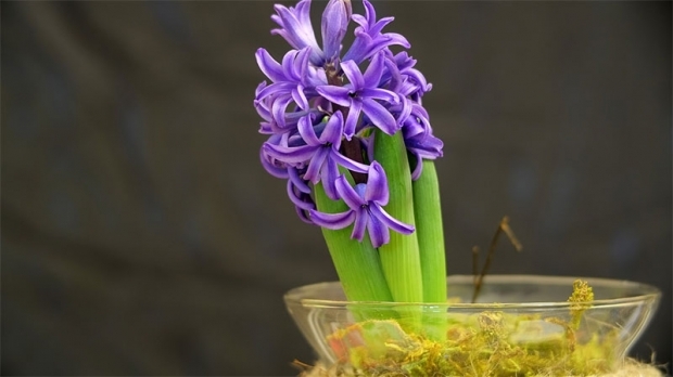 Hogyan lehet jácintvirágot termeszteni Hogyan lehet reprodukálni a jácint virágot?