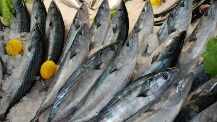 Milyen előnyei vannak a bonito halnak és mi az? Milyen halat kell fogyasztani?