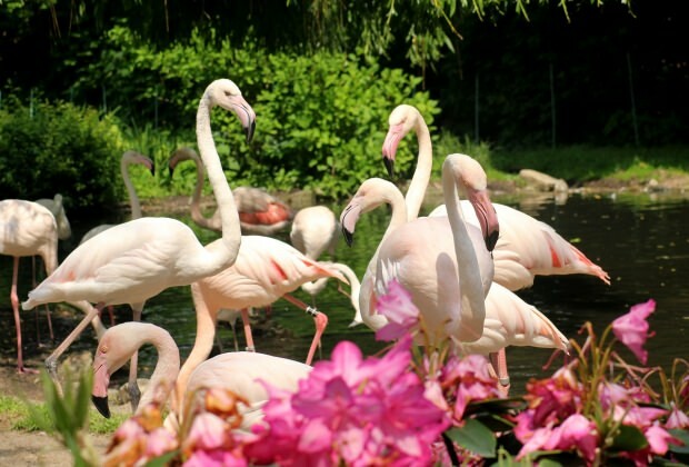 Mi a teendő Flamingoköy-ben?