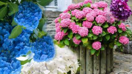 Hogyan kell otthon gondozni a hortenzia virágát? Hortenzia virágszaporítási módszerek 