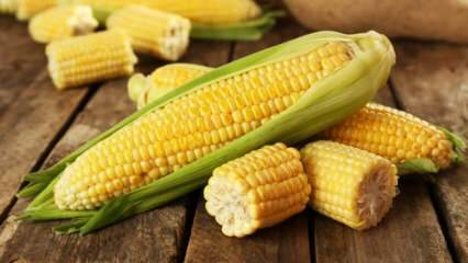 Milyen károkat okoz a kukorica?